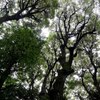 三樹神立つ