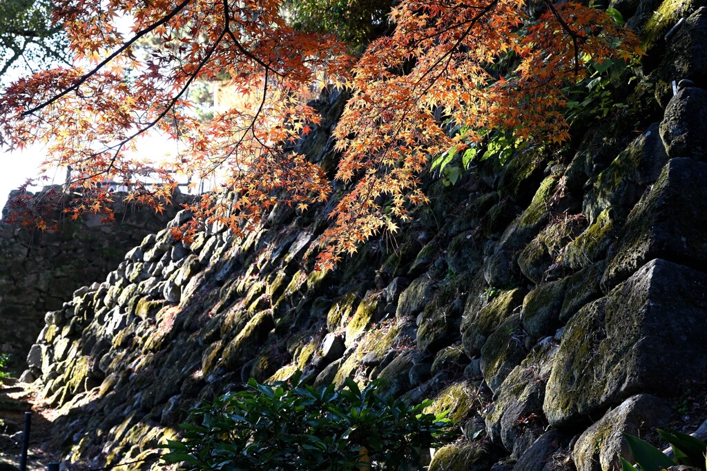 城の石垣と紅葉