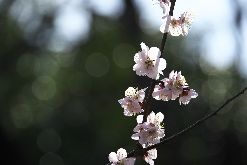 春光受けて梅の花