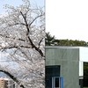 美術館の桜