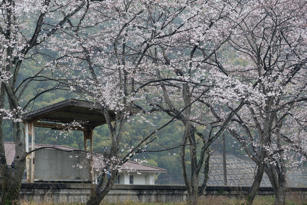 桜待つ駅