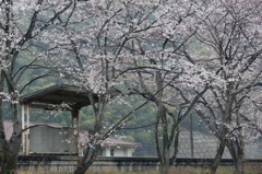桜待つ駅