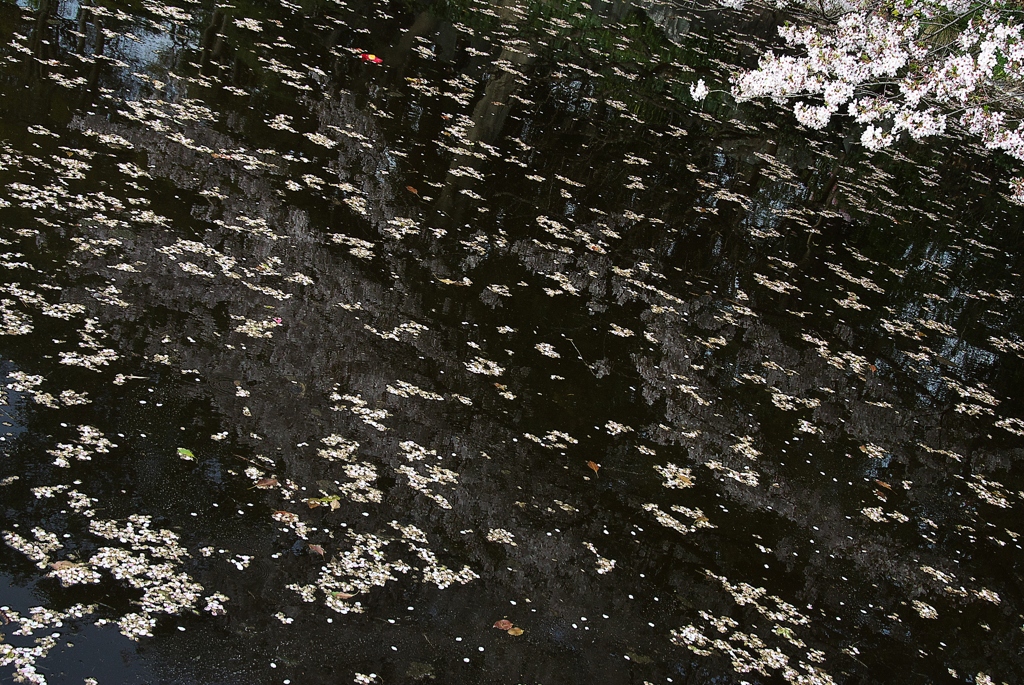 花の川