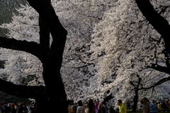 弱い西日を受ける桜