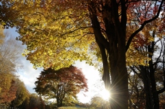 紅葉を照らす朝日