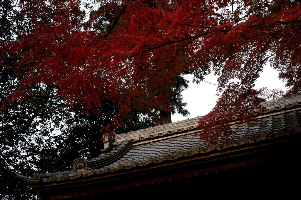 晩秋夕刻円覚寺