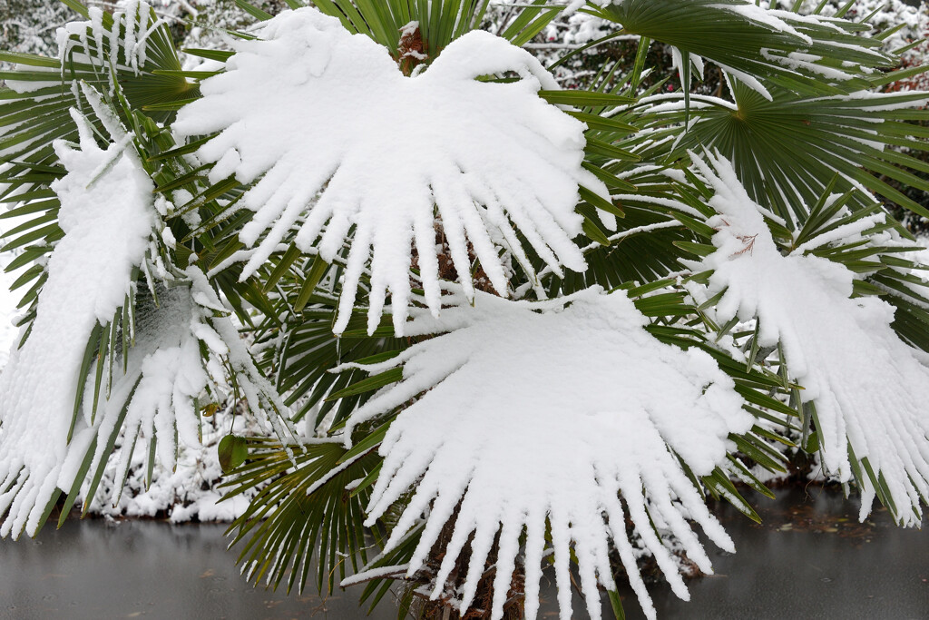 鷺舞の雪