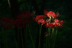 曼珠沙華光