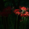 曼珠沙華光
