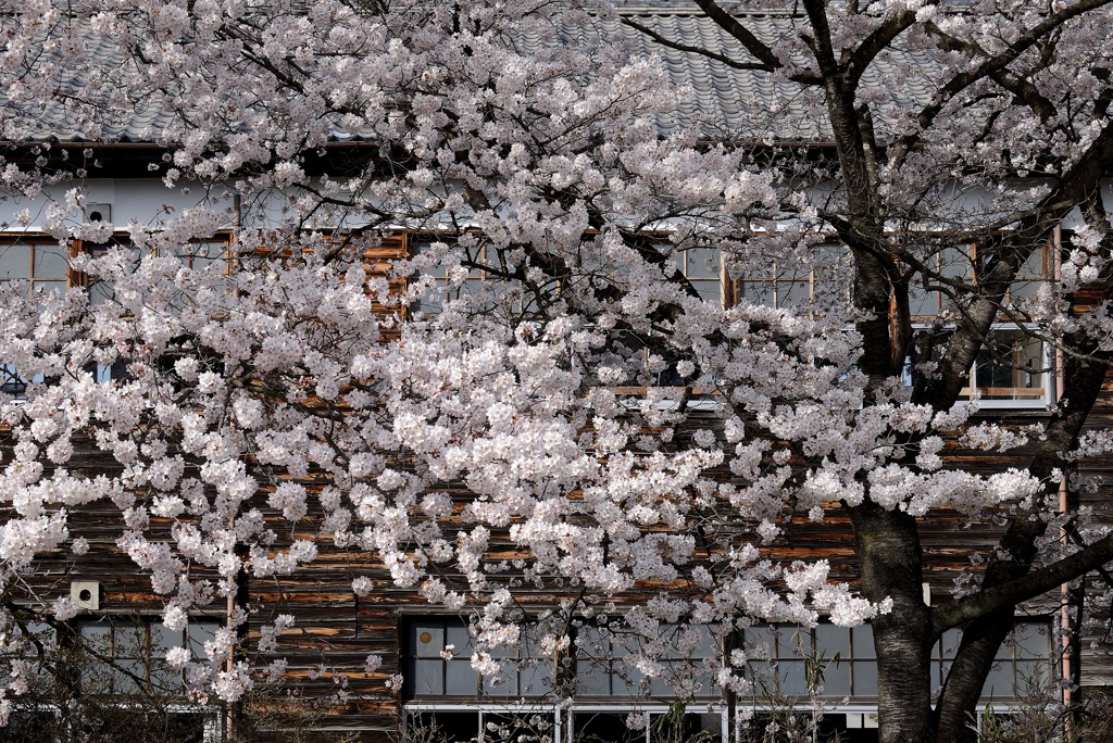 廃校の桜