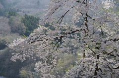 里山に咲く
