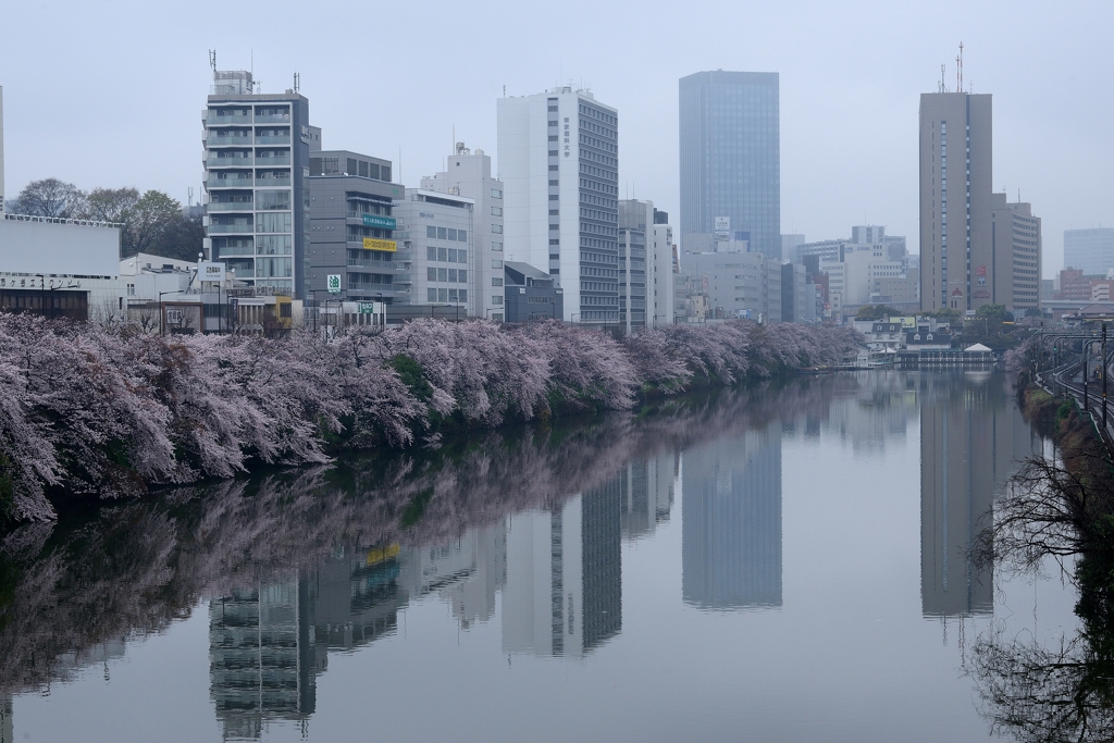 雨のお堀端