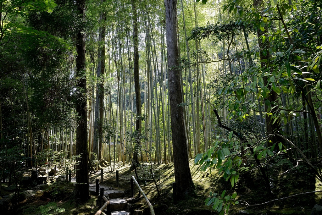 竹林のある庭