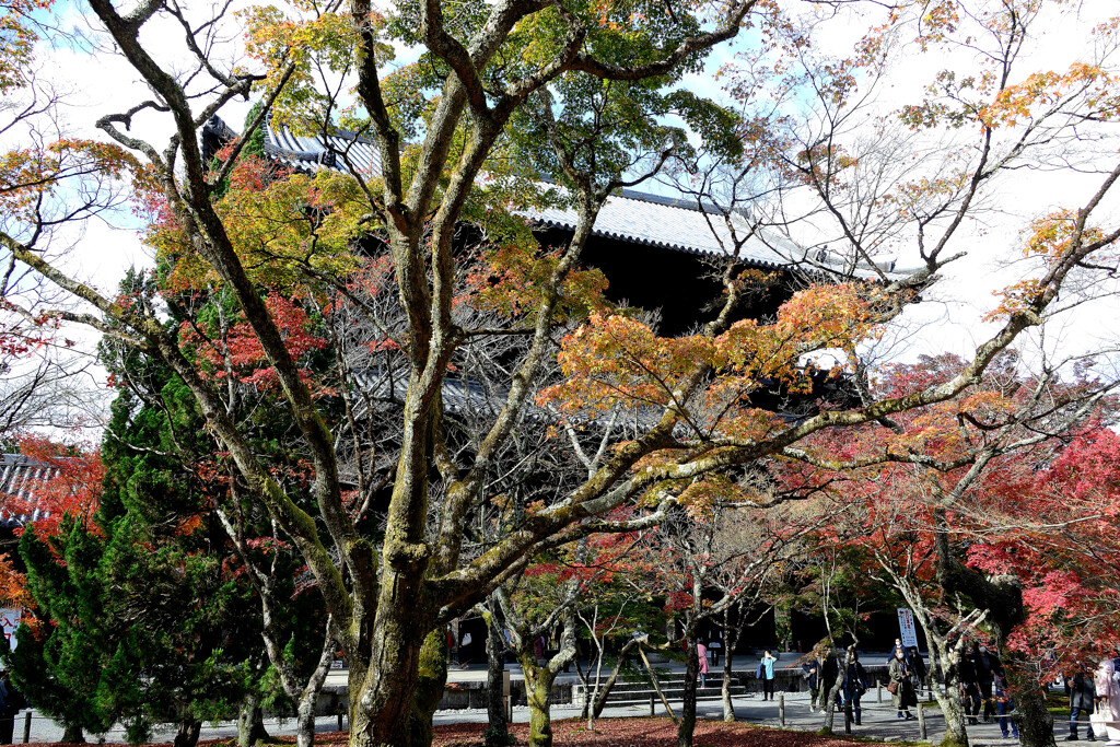 山門紅葉越し