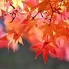 去年の紅葉