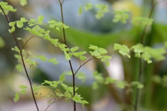 Baby leaves