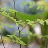 Baby leaves