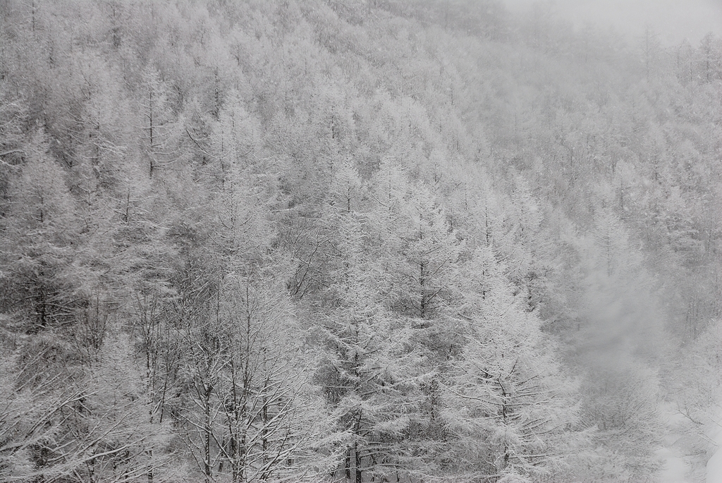 雪木の連なり