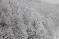 雪木の連なり