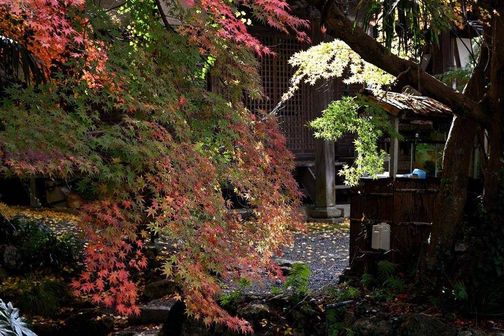 神社の紅葉