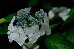 雫紫陽花