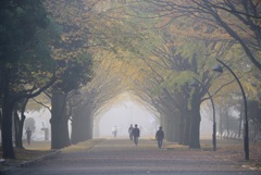 霧の公園
