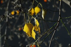 冬の葉