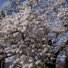 花塊桜