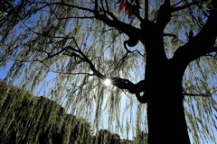 見上げる冬柳