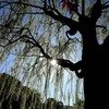 見上げる冬柳