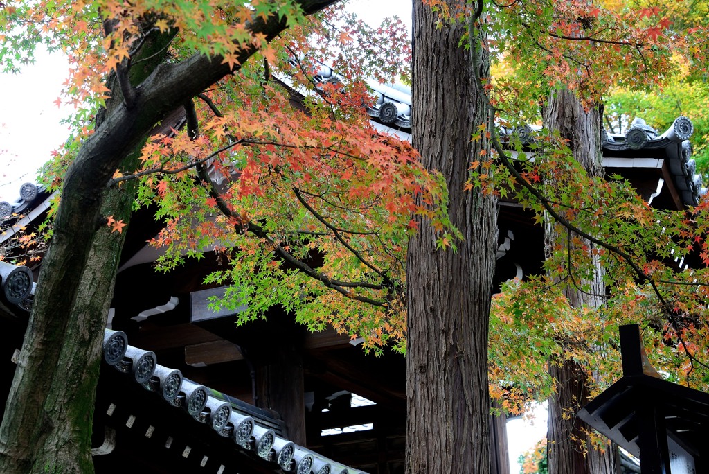 東福寺山門脇
