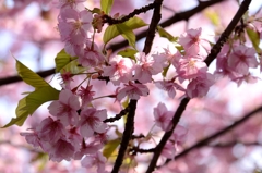 河津桜満開