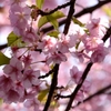 河津桜満開