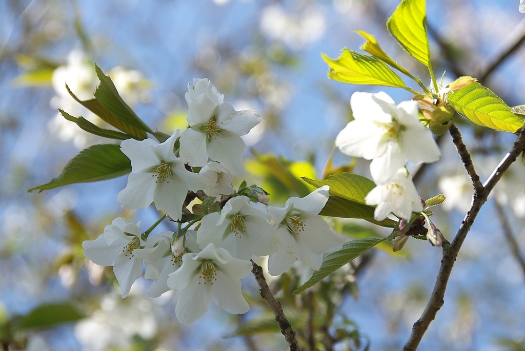 若桜