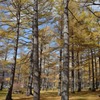 秋の黄色い森