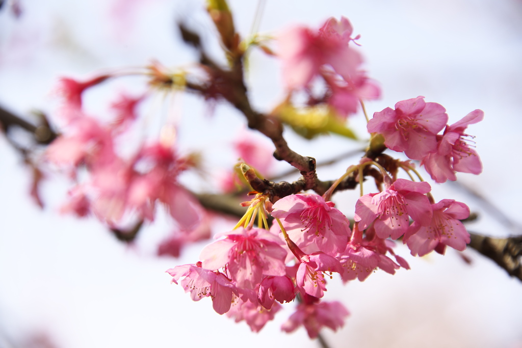 川津桜