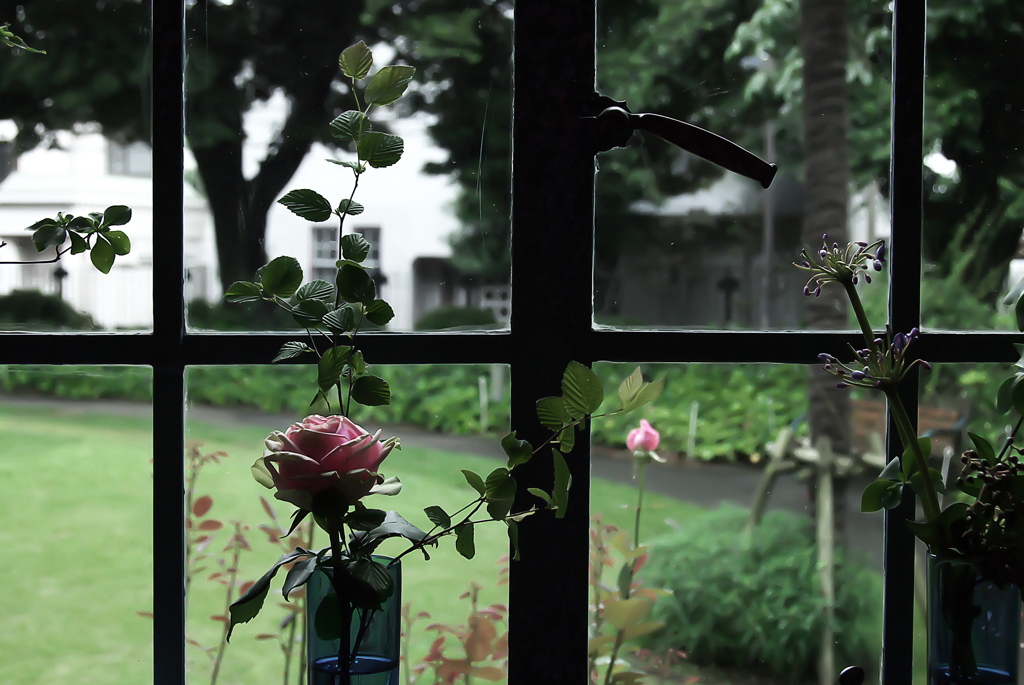 Garden and a rose