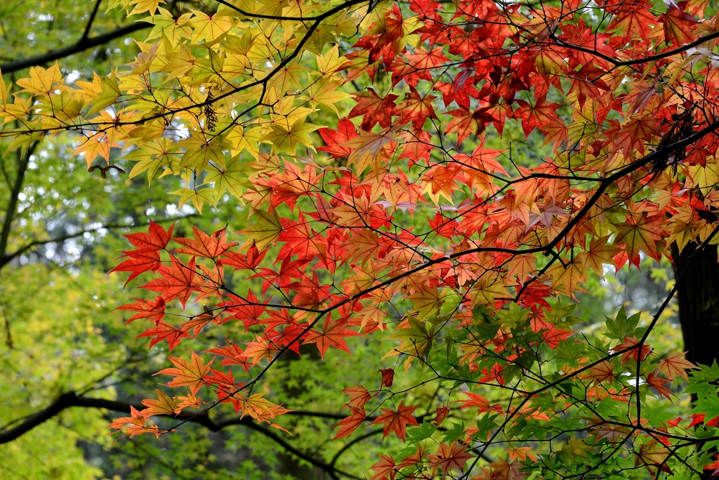 三色紅葉