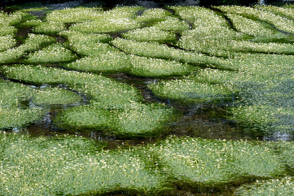 水草のある川