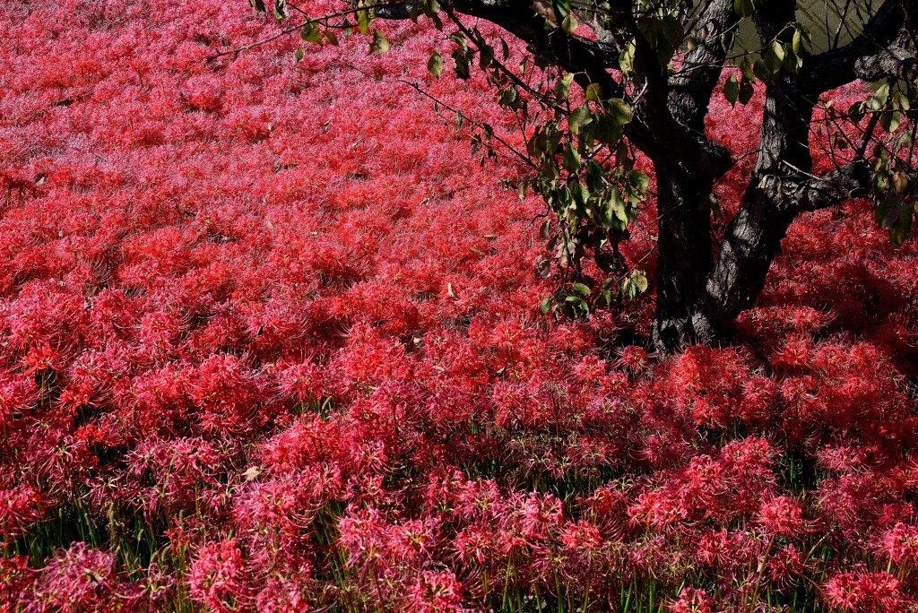 曼珠沙華の波