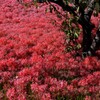 曼珠沙華の波