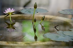 水鏡