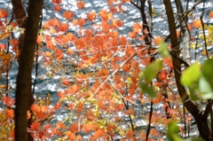 湖畔の秋風