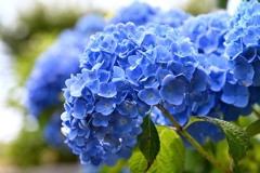紫陽花です