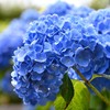 紫陽花です