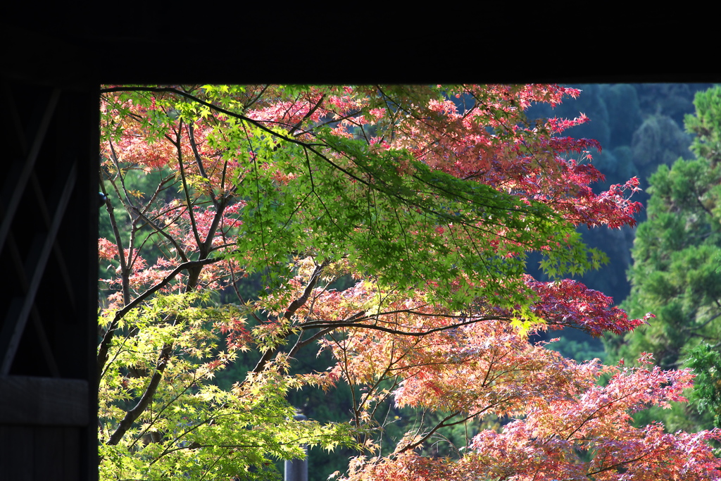 山門くぐり紅葉