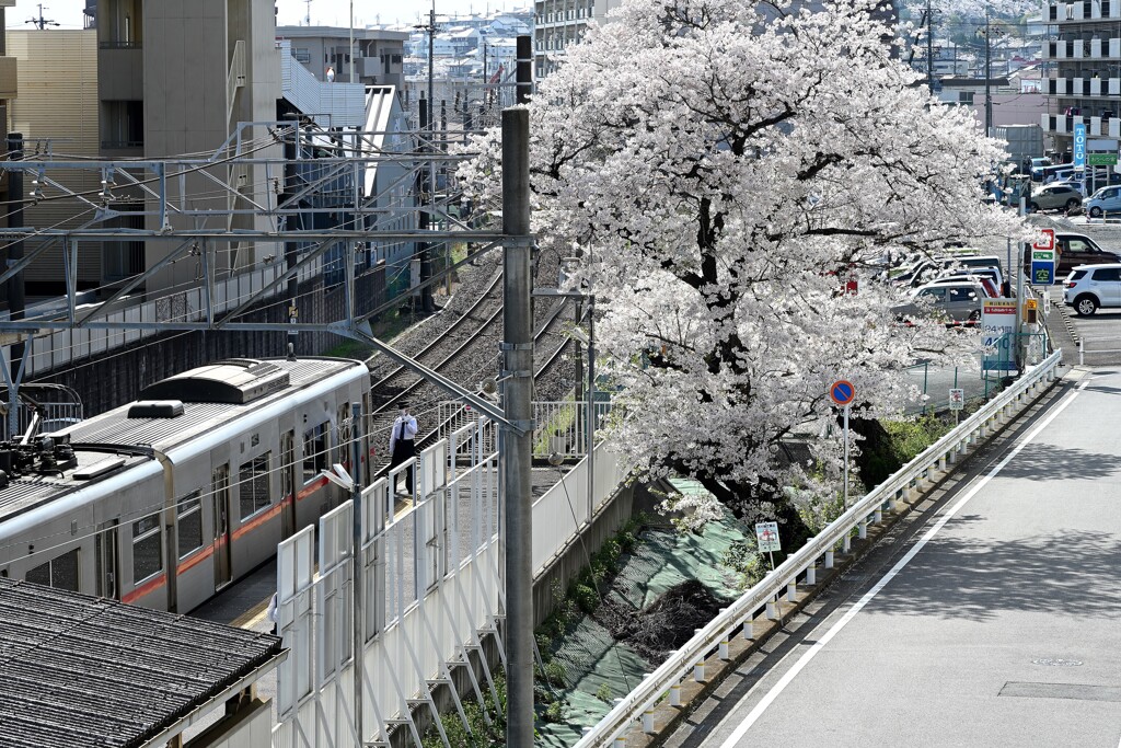 桜が見送る駅