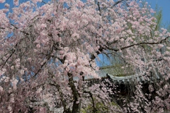 宮島枝垂桜