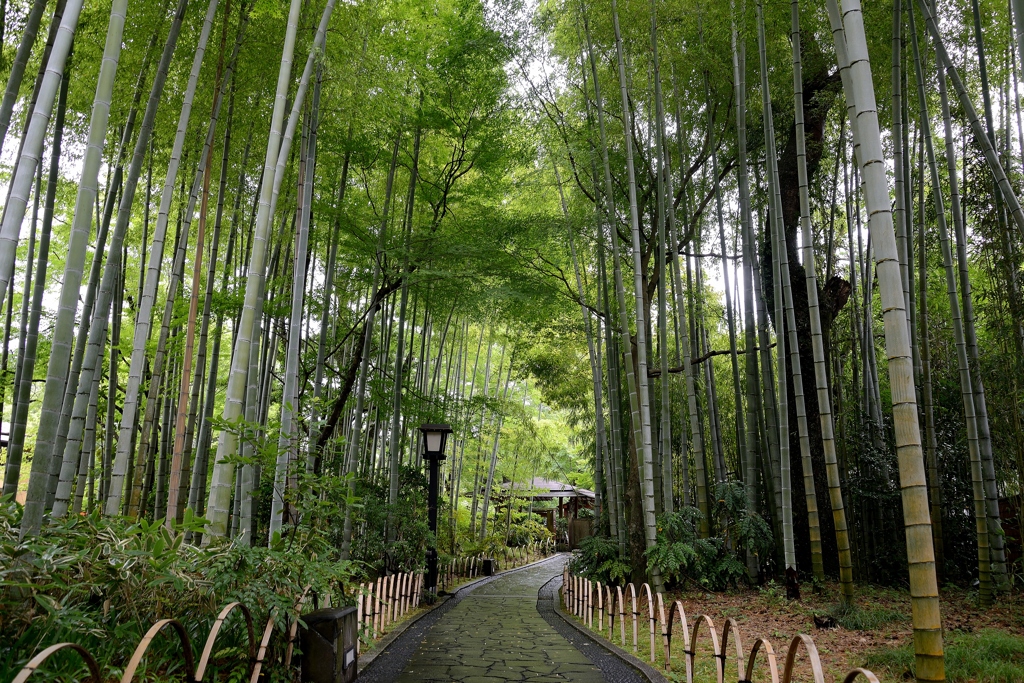 雨後の竹林を歩く