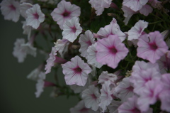 その花